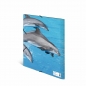 Fascikla PP sa gumicom DOLPHIN, 240 x 320 x 15 mm Herma